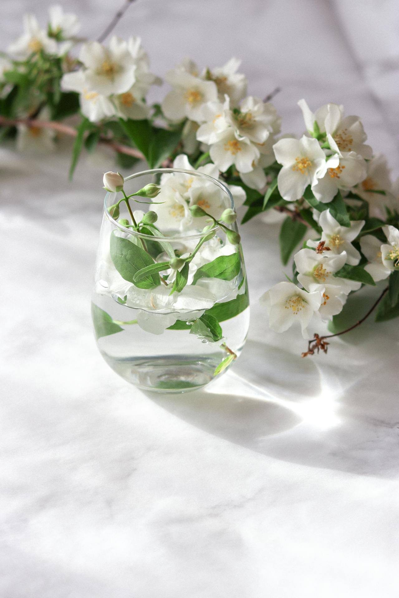 Honeysuckle Jasmine